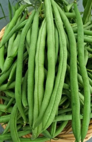 Kentucky Wonder Pole Beans - Heirloom - Phaseolus Vulgaris - 10 Seeds