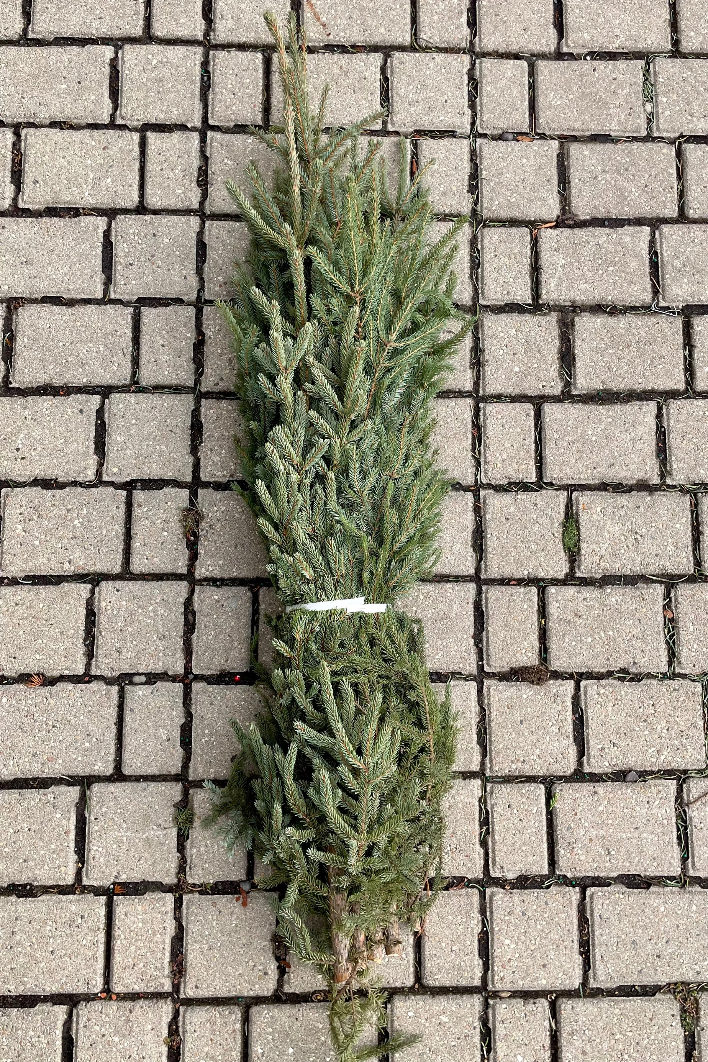 Spruce Tops Large 24-34" Bundle